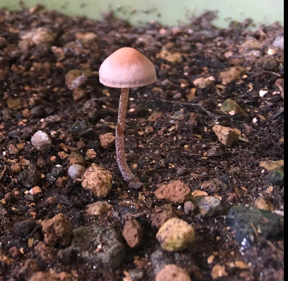 mushroom sprout