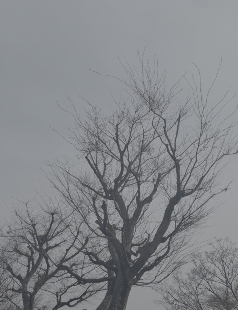 elegance of a tall tree from somebody looking at it