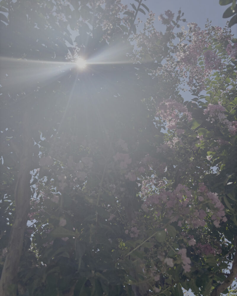light coming out from above a tree