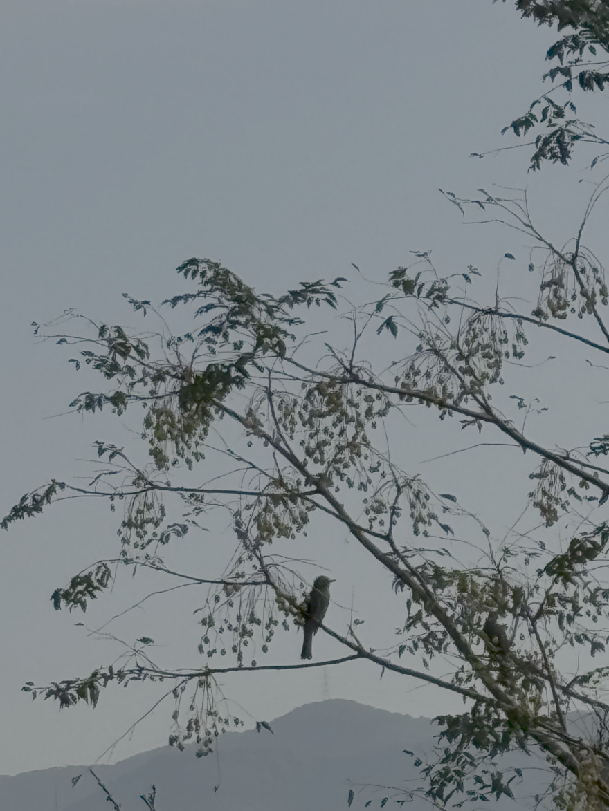 a lonely bird perched on a branchof a tree